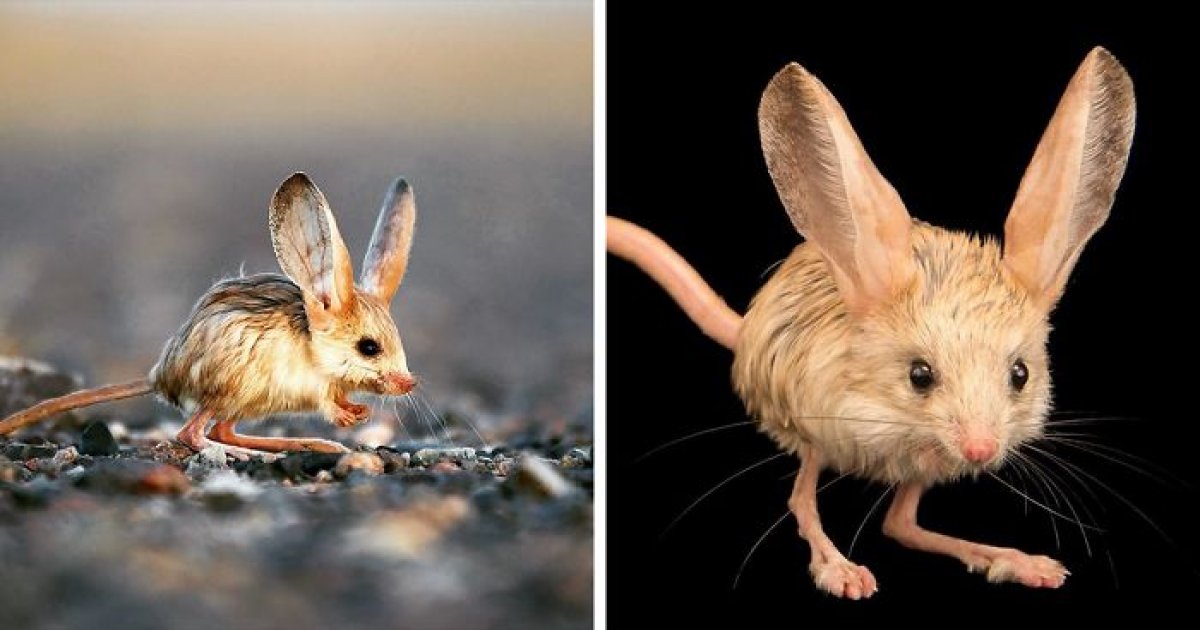 係金A！罕見生物竟像「老鼠＋兔子＋袋鼠」　網看真身：這根本寶可夢吧！