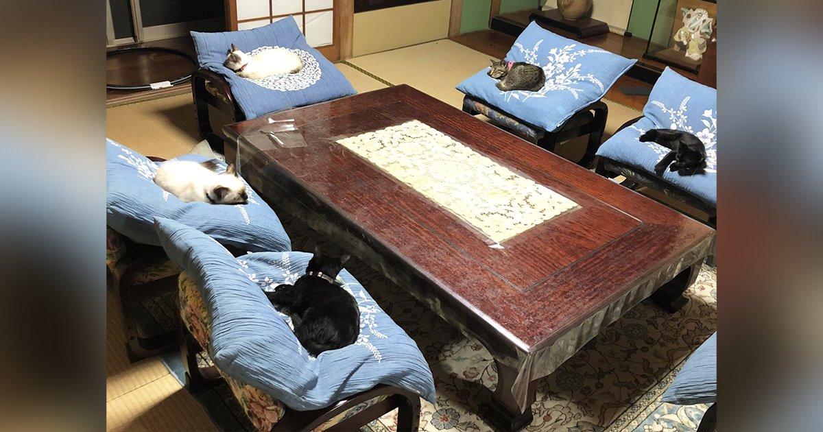 進客廳看到5喵皇「一貓佔一個坐墊」　奴才笑噴：在開幹部會議？