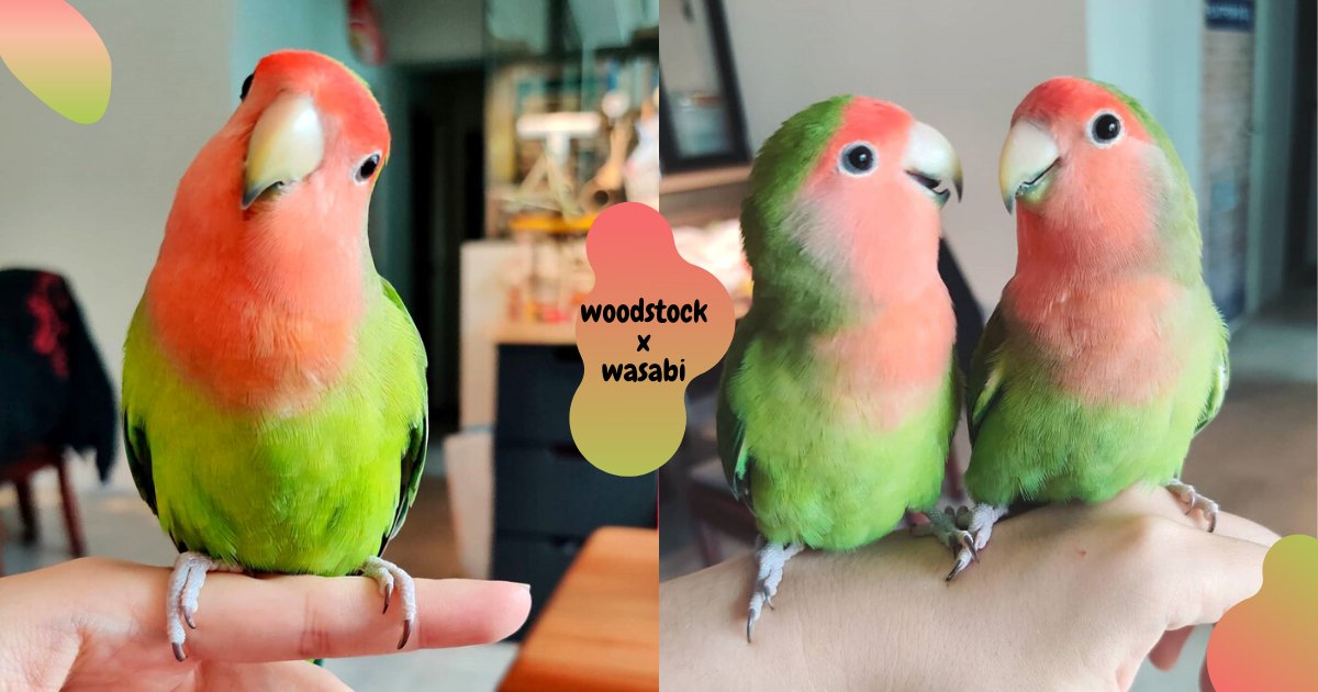 這2顆西瓜好甜♥　圓嘟嘟「西瓜雙胞胎小鳥」水果配色超古錐　2隻一起擺頭太療癒