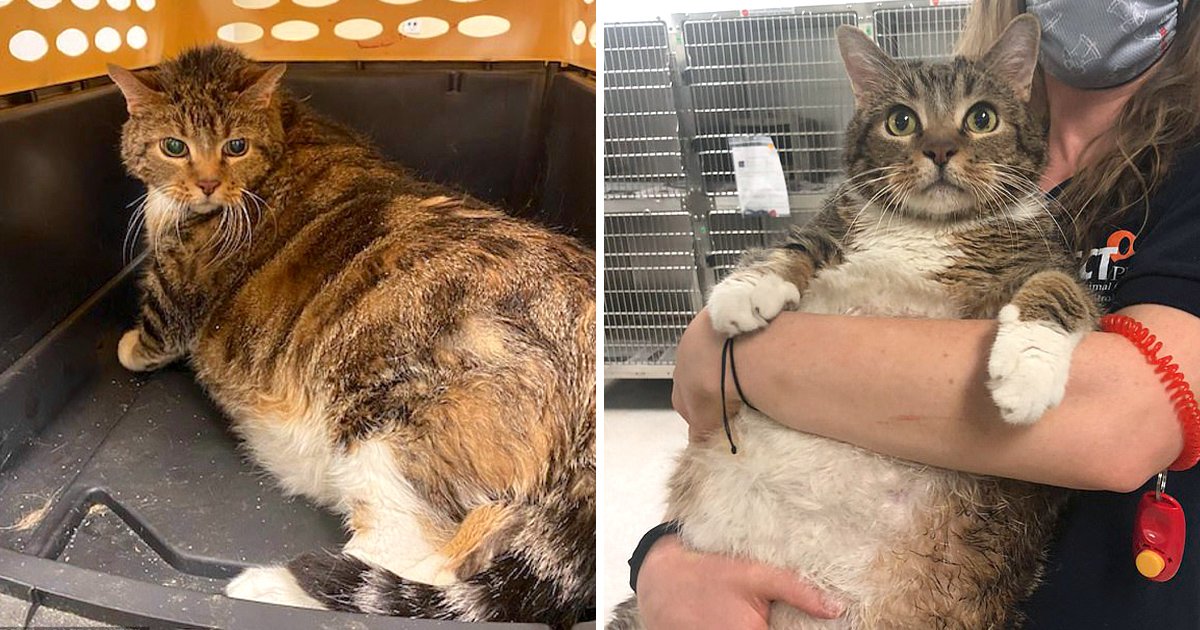 養太胖不要了！13kg重磅肥貓遭棄　在收容所「遇到有緣人」貓生逆轉