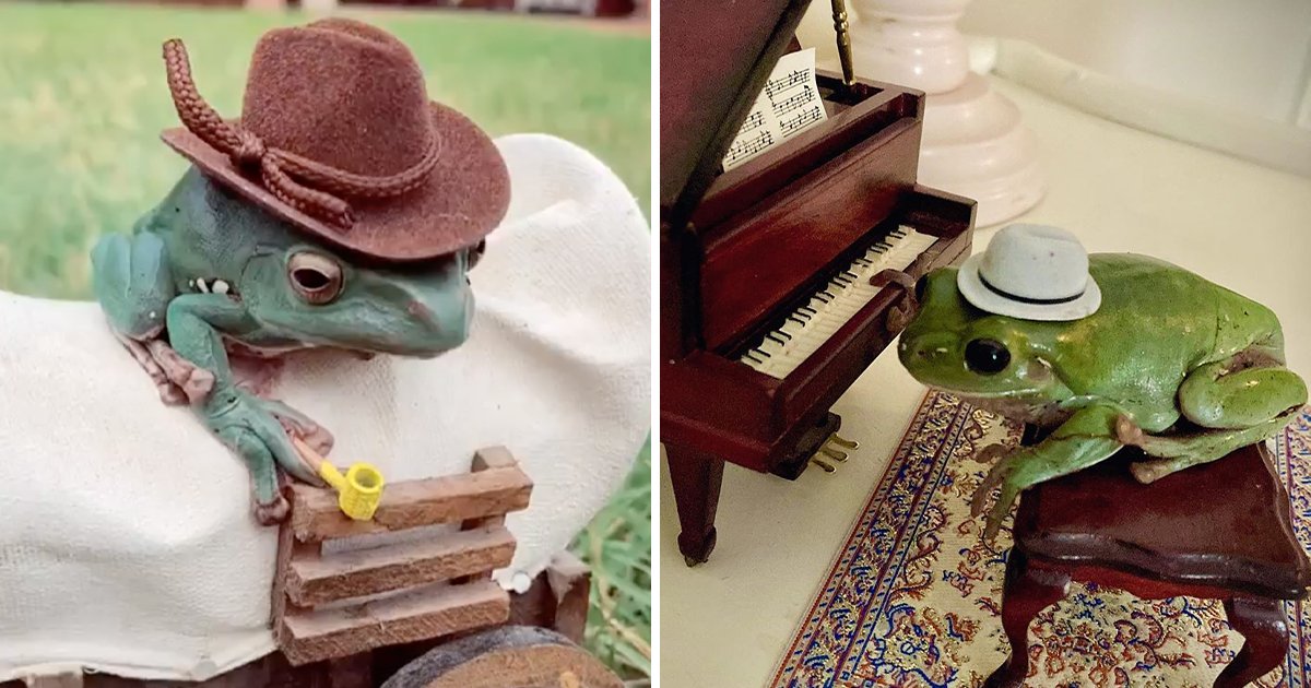 Ếch chữa bệnh hàng ngày ~ ếch con sống trong "nhà đồ chơi siêu mini" tắm + chơi piano siêu mô phẳng: mũ cao bồi đi du lịch quá đẹp trai!