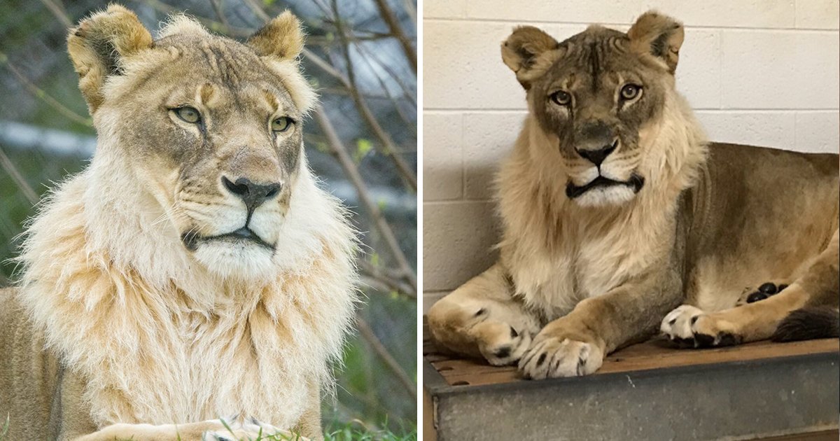 18歲母獅「突然長出鬃毛」　獸醫檢查完超疑惑：雌激素跟她姐妹一樣啊？