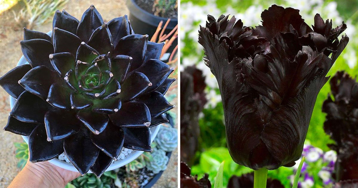 黑色控的愛！　23種風格獨特的「黑色系植物」：花園都變成了水墨風格