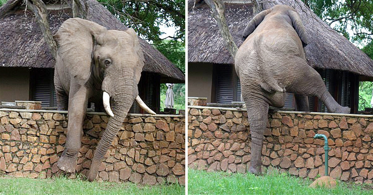 大象爬牆偷吃芒果不知道有鏡頭在拍　「轉身快逃」惹人笑：根本是人類