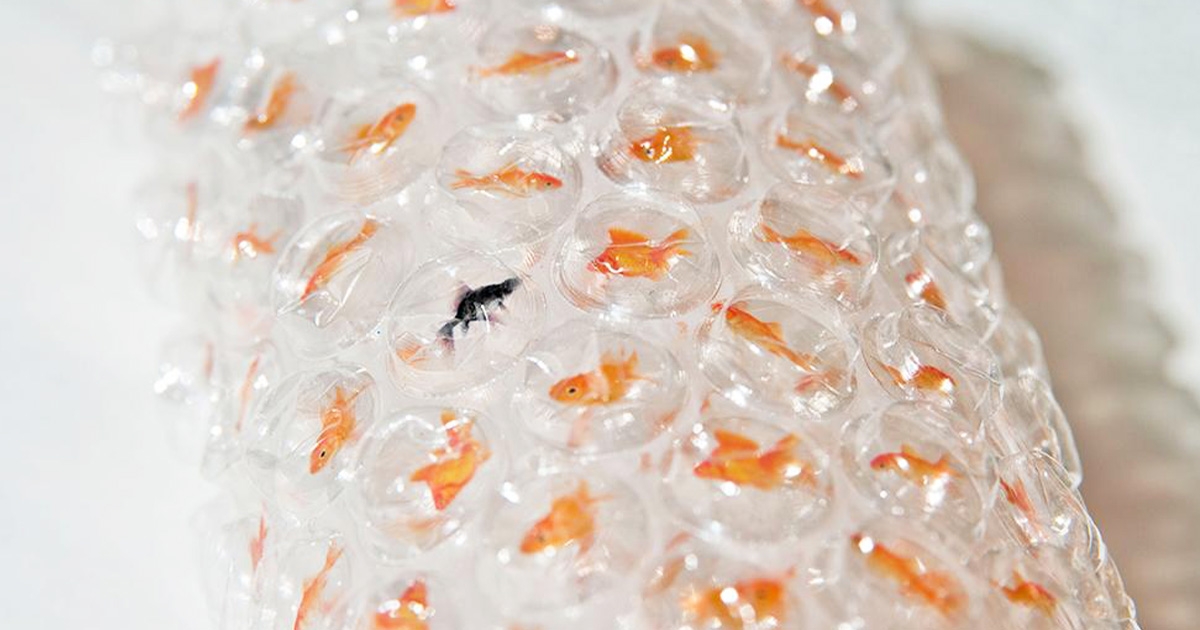 泡泡紙裡可以養金魚～　日本設計師反向創意「金魚泡泡紙」：想捏又好不捨