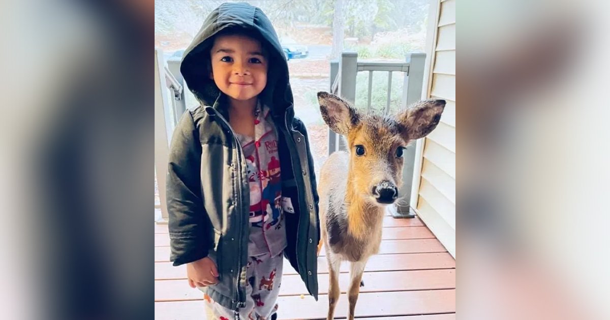 4歲童外出度假　帶一隻「小鹿朋友」回家：邀牠來玩了♡