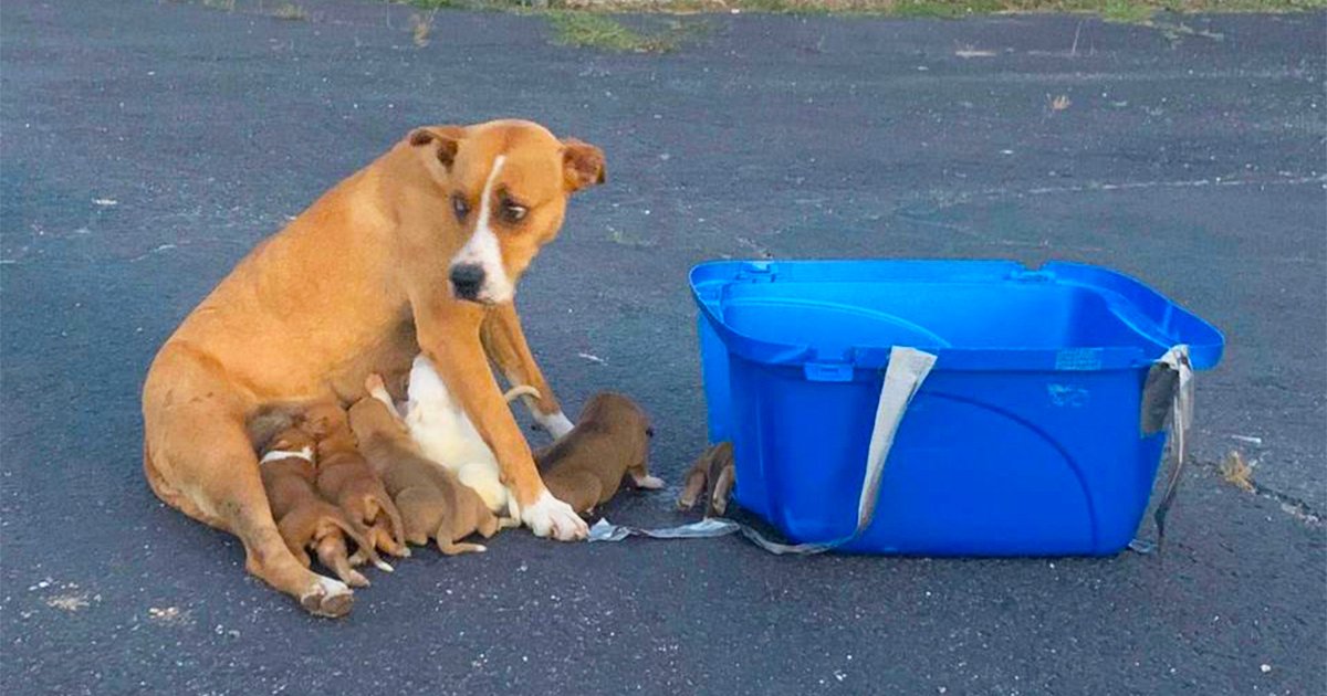 才生下9寶！狗媽媽一家遭棄停車場　「肉身護奶汪」獲救終於放鬆：謝謝你們