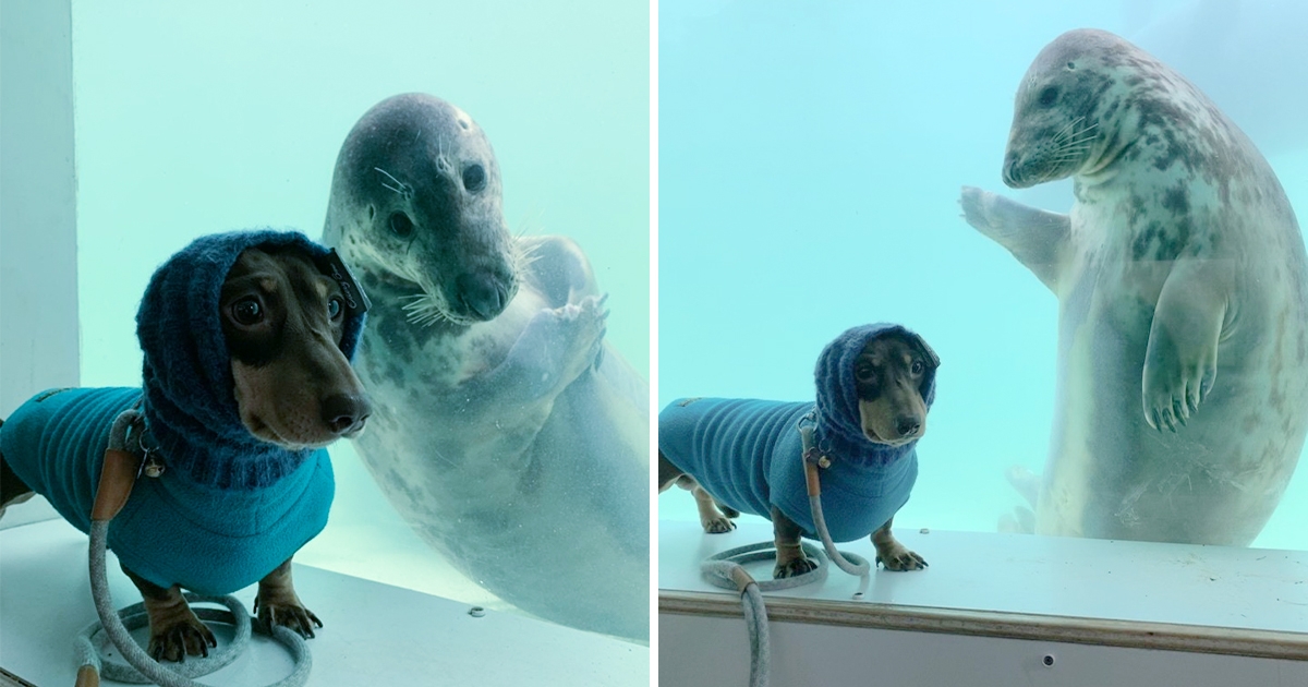 認錯了啦！呆萌海豹見「戴帽子臘腸犬」以為是同類　隔玻璃搭訕：你怎麼不用在水裡？