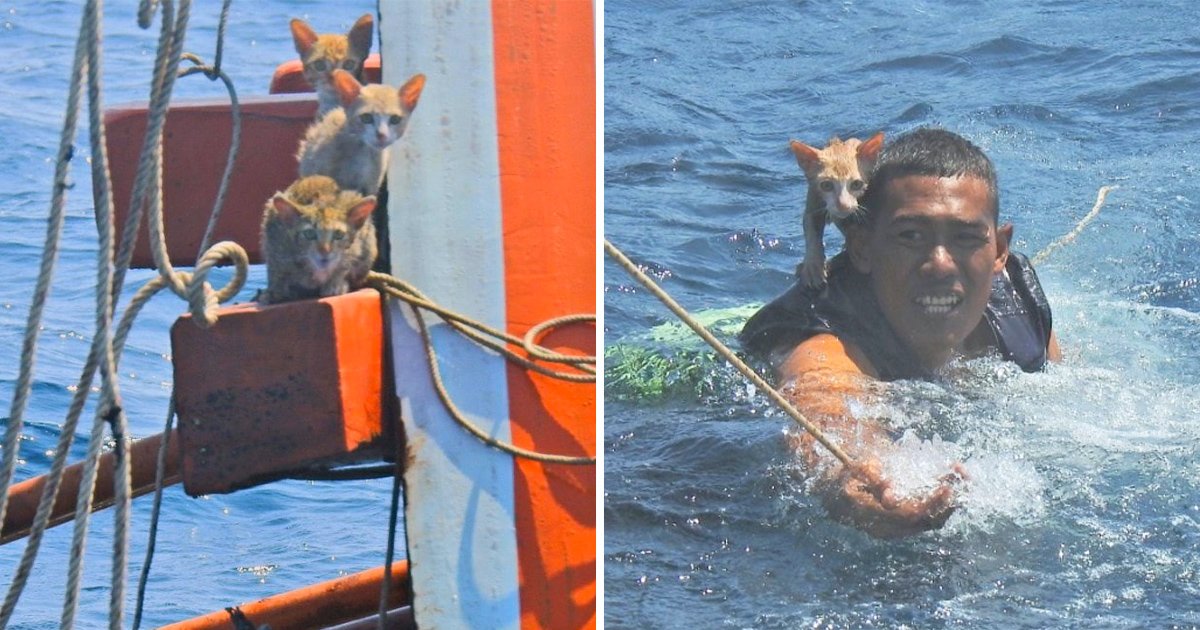 漁船大火！4小貓蹲船上「無助等死」　海軍直接跳海救：牠們也是命！