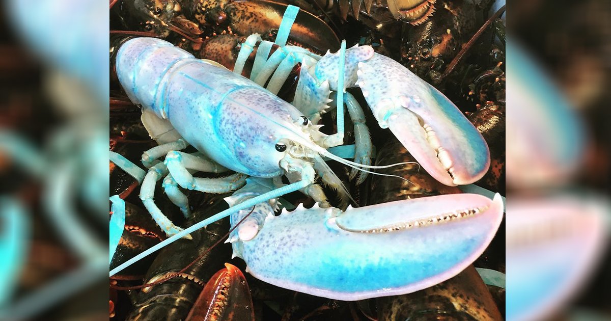 超絕稀有！　加拿大漁民捕獲「棉花糖龍蝦」　童話般夢幻冰藍色：機率只有億分之1！