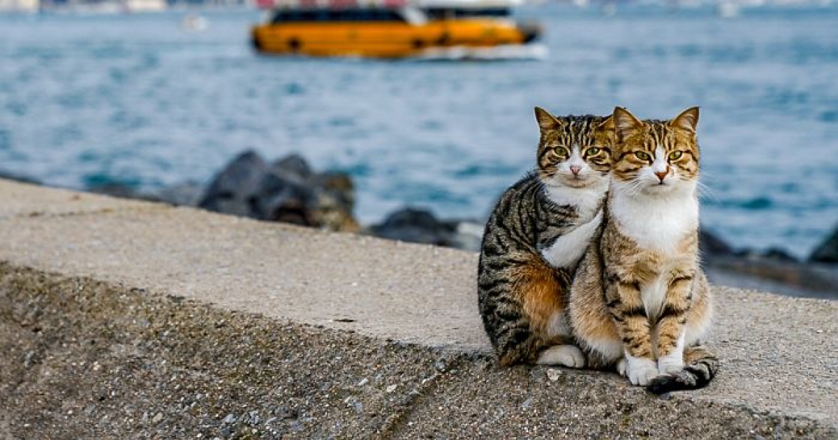 2隻街貓緊抱超萌！　攝影師被迷倒：這裡的喵都是天然模特～