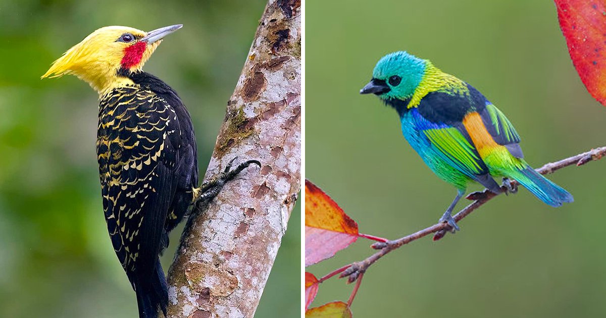 世界最多鳥種的地方！　30張除了巴西森林「其他地方看不見」的絕美鳥類