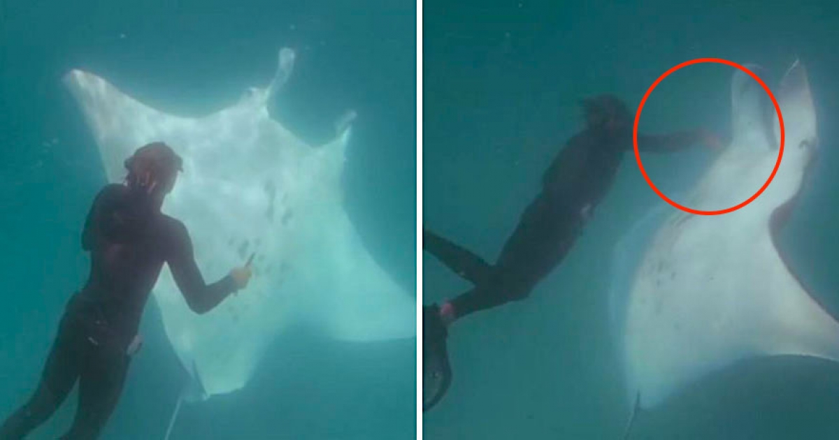 3米鬼蝠魟「靠近後不走」　潛水員愣…近看大驚：牠是在求救！