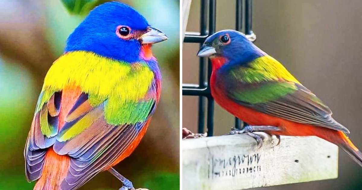 最夢幻鳥類！　北美「麗色彩鵐」身披七彩裳太迷人：真的不是畫出來的？