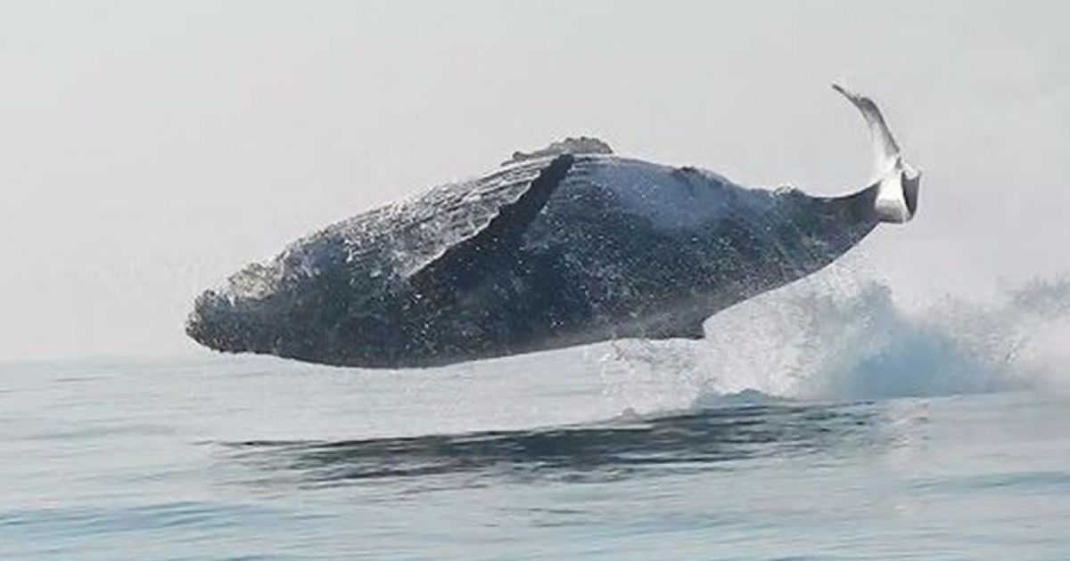 第一次拍到！「40噸座頭鯨」完全躍出水面　專家爽喊：極罕見的畫面