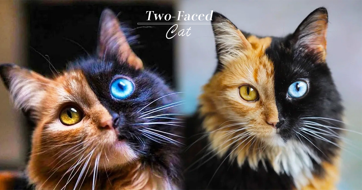 一隻貓卻能看到2種表情　越看越迷人的「雙面貓」連身體都完美對半分～