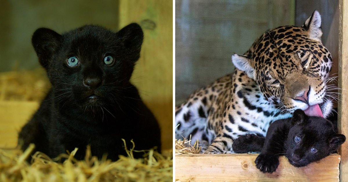 純黑美洲豹寶寶出生！　看到「孩子的爸」比全黑還帥：基因太強大❤️