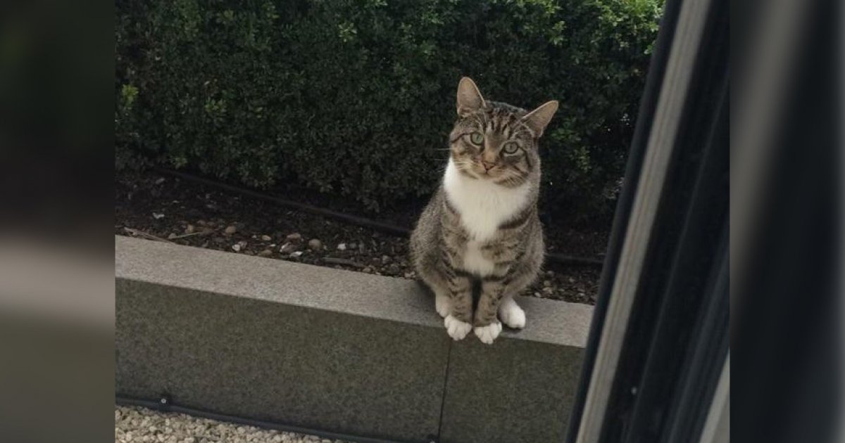 萌貓主動坐在門口　每天「乖等朋友」超有禮貌：請問牠能出來玩嗎？