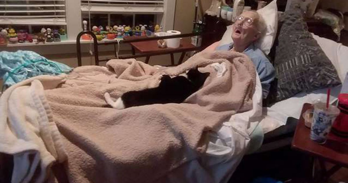奶奶病重整日臥床　一手帶大的貓咪「躺身上」不肯走了：妳救了我，我陪著妳