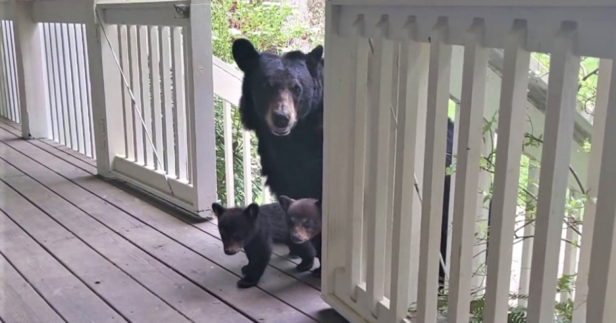 跟「野生黑熊」成為好友！　牠竟帶「熊孩子」前來招呼：以後也請多多照顧了