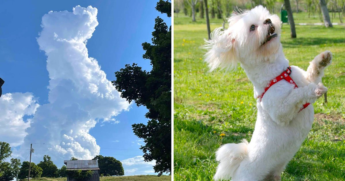 雲養狗！仰望天空恰好目睹「狗狗形狀雲朵」　捕捉瞬間「跳躍畫面」好快樂