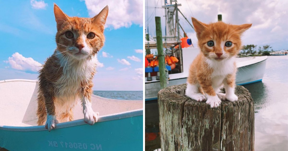 跟狗一起長大！小貓咪「從小跟媽出海」沒在怕　下水游泳、還愛乘船破浪