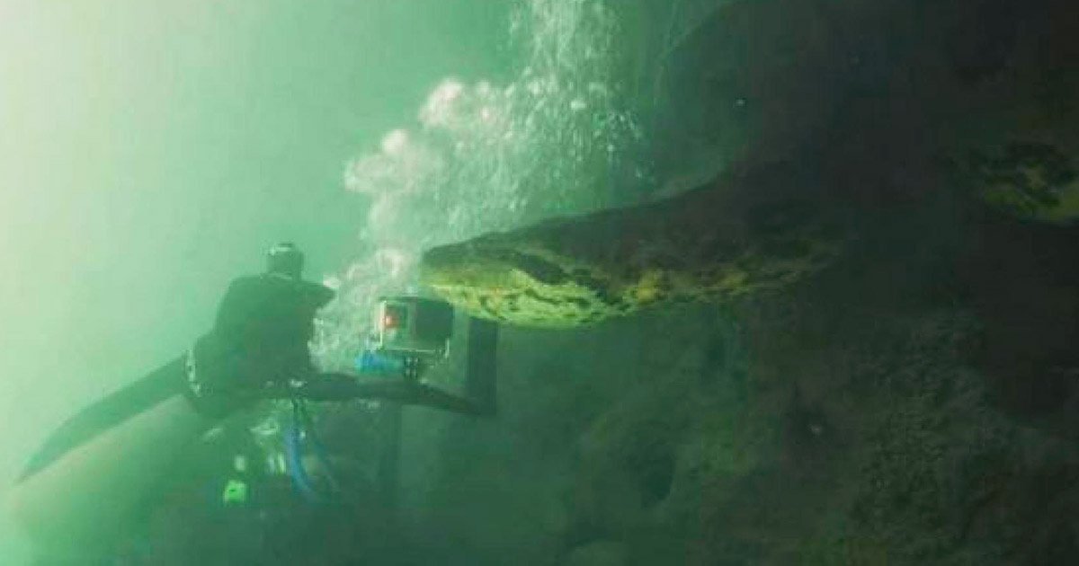 水中的溫柔巨人！7公尺「史詩級巨蟒」靠近潛水員　好奇吐信：你在做什麼？
